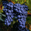 UVa_touriga-nacional