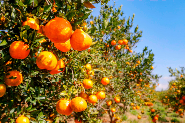 ponkan_cerro_azul_640