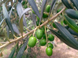 OliveirasPR_160_capa