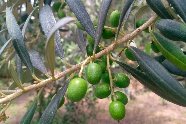 OliveirasPR_640