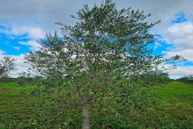 OliveirasPR_6402