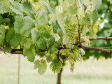 Vinhos_Verdes_Portugal_160_Capa