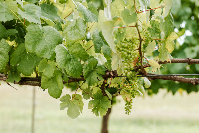 Vinhos_Verdes_Portugal_640